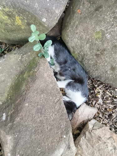 Silverlakes Cats