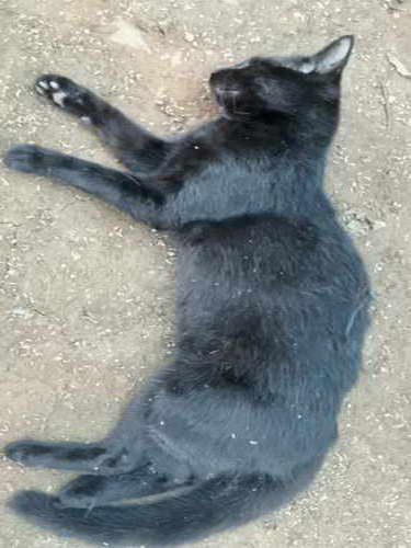Silverlakes Cats