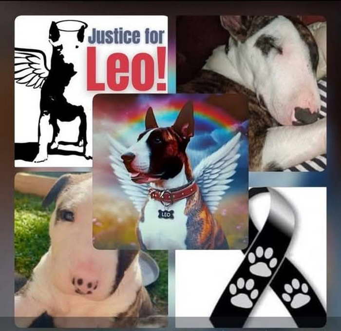 Justice For Leo