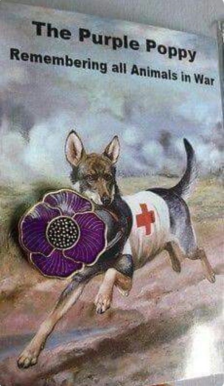 purple-poppie-09